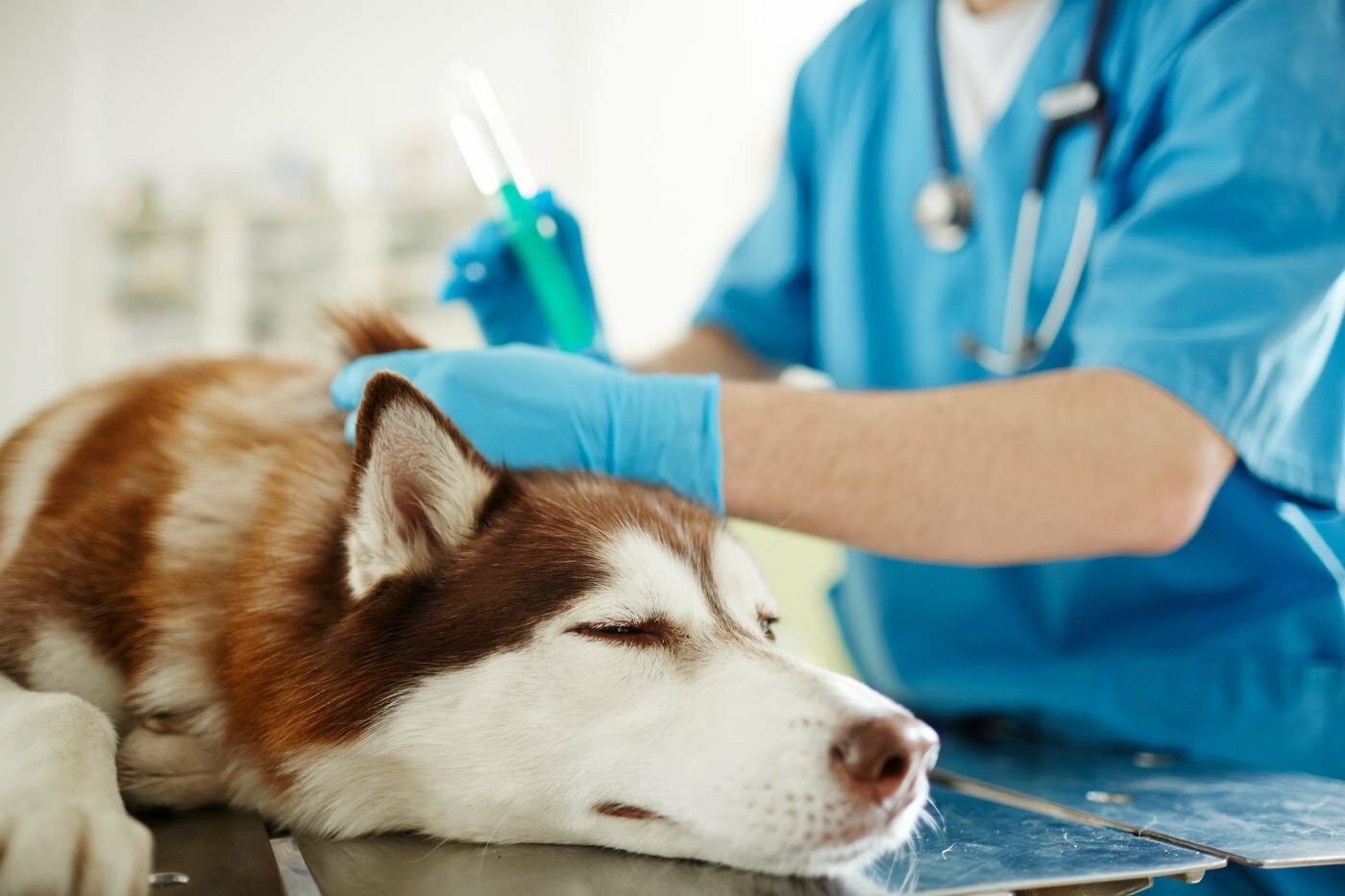Анестезия в ветеринарии
